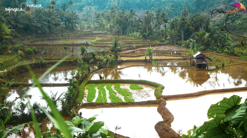 WISATA PERSAWAHAN